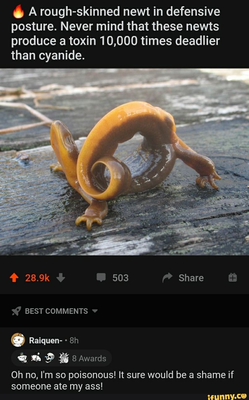 @ A rough-skinned newt in defensive posture. Never mind that these newts produce a toxin 10,000 times deadlier than cyanide.
28.9k 503 Share &
s@ BEST COMMENTS
Raiquen-
Oh no, I'm so poisonous! It sure would be a shame if someone ate my ass!