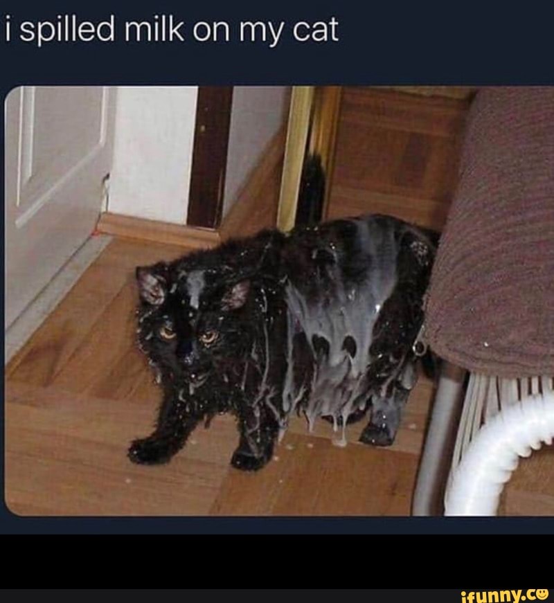 I spilled milk on my cat - - iFunny