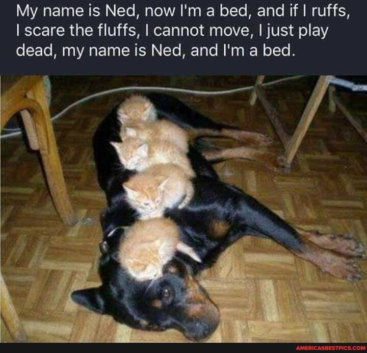 My name is Ned, now I'm a bed, and if I ruffs,
I scare the fluffs, I cannot move, I just play dead, my name is Ned, and I'm a bed.