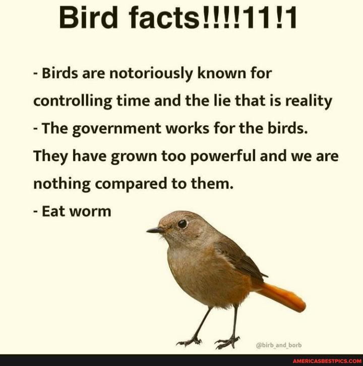 Bird
- Birds are notoriously known for controlling time and the lie that is reality
- The government works for the birds.
They have grown too powerful and we are nothing compared to them.
- Eat worm