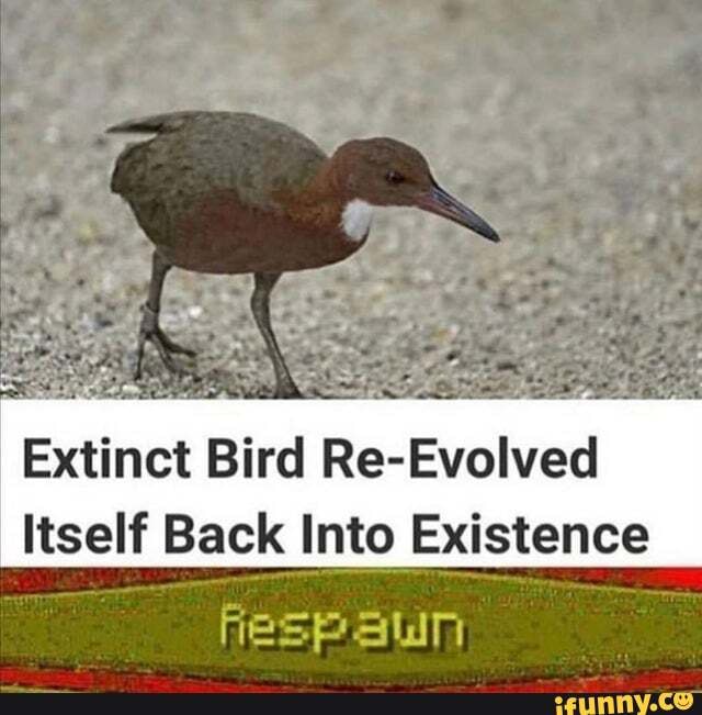 Extinct Bird Re-Evolved
Itself Back Into Existence
esp aun