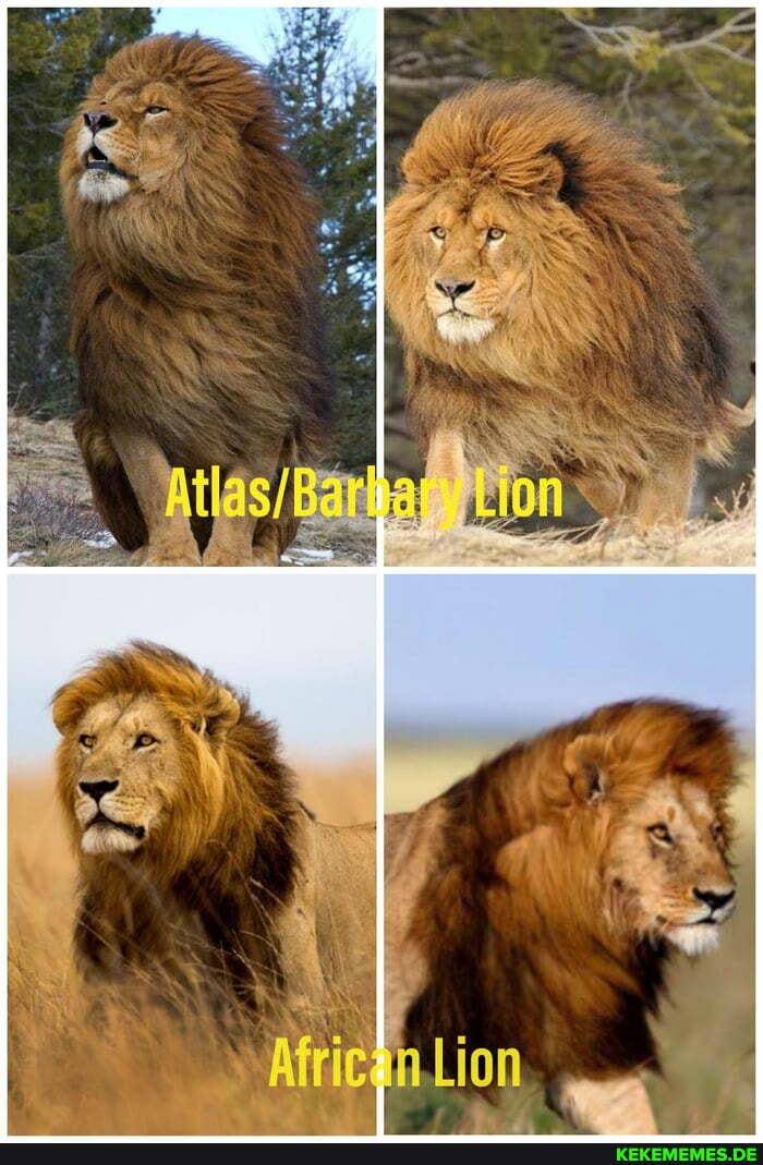 difference, mane, size, atlas, barbary, lion, african