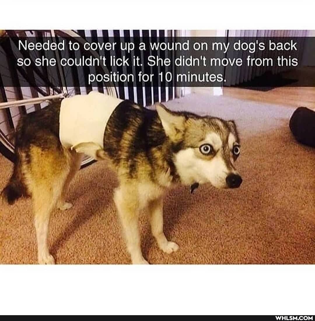 Needed to cover up a wound on my dog' back
so she couldn't lick it. She didn't move from this position for 10 minutes.