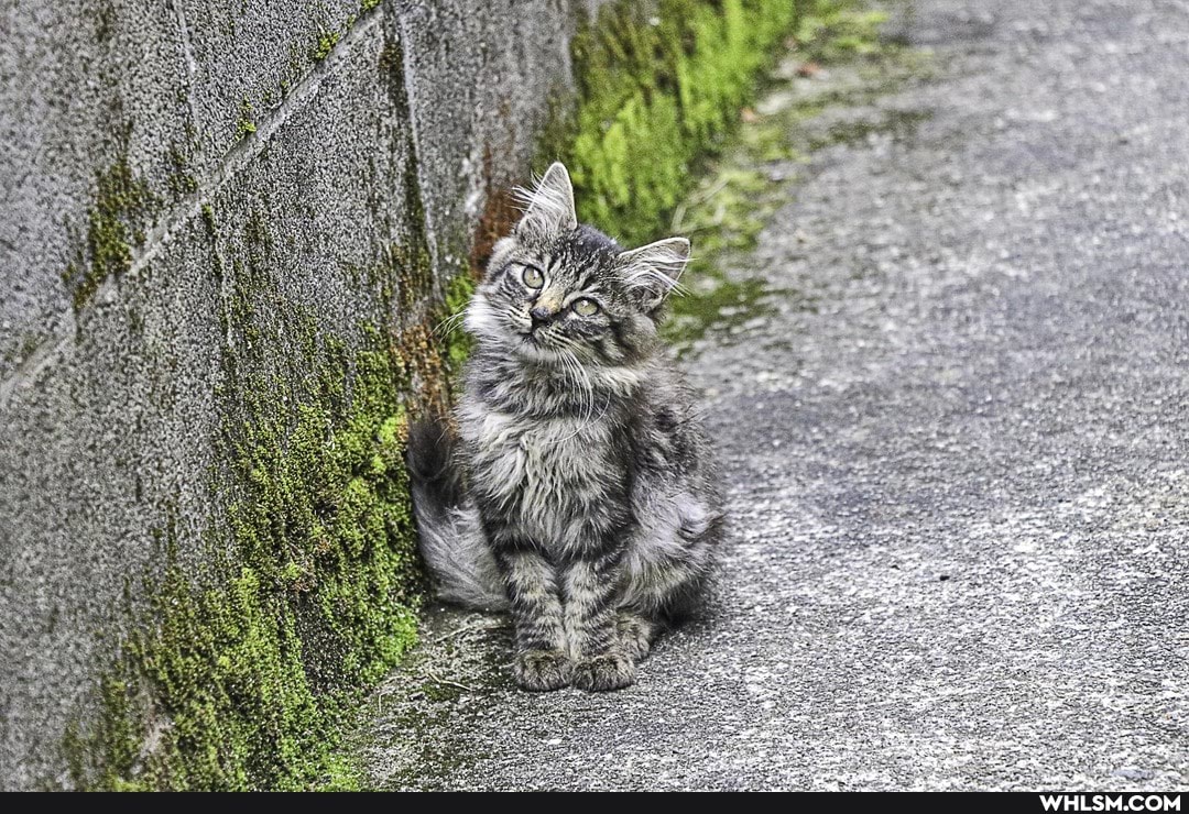 grey_cat, cat, cute_cat, cute_animal