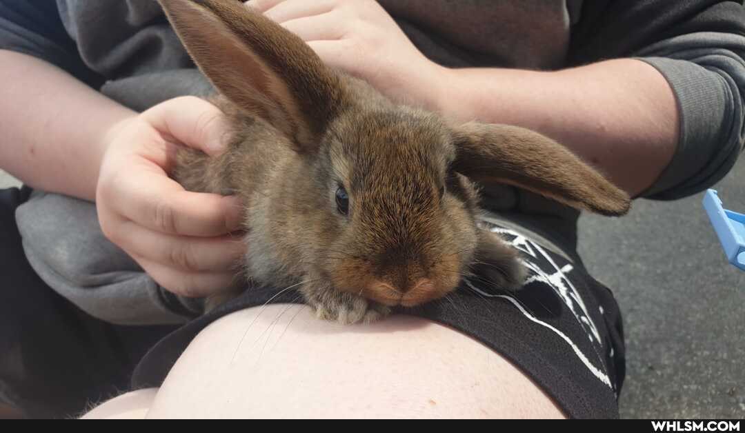baby_animals, bunny