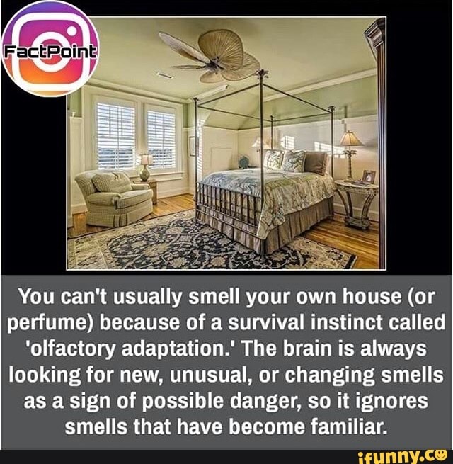 You can't usually smell your own house (or perfume) because of a