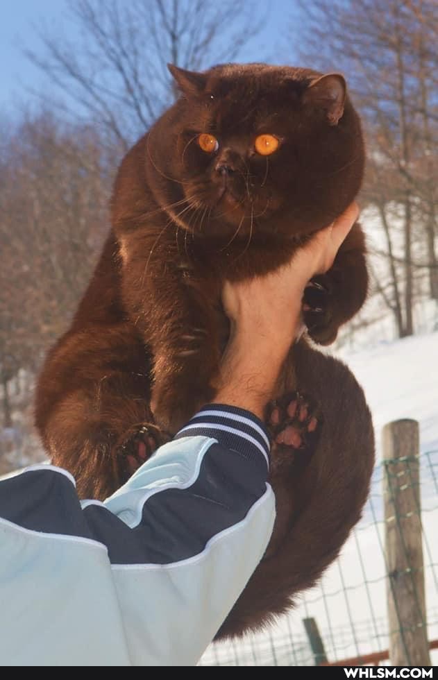 cat, photography, snow