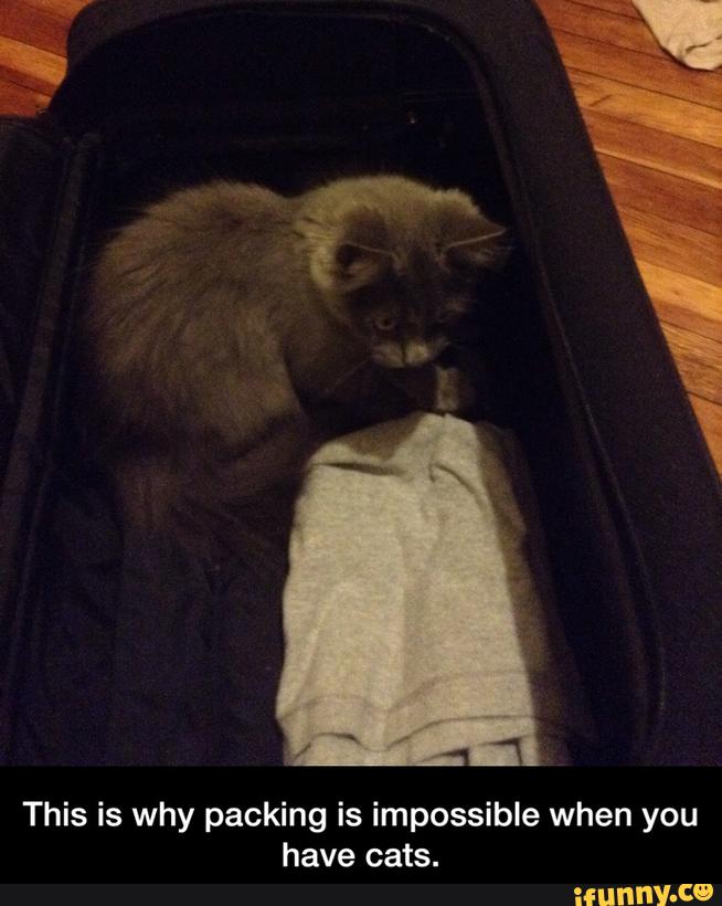 This is why packing is impossible when you
have cats. - This is why packing is impossible when you have cats.