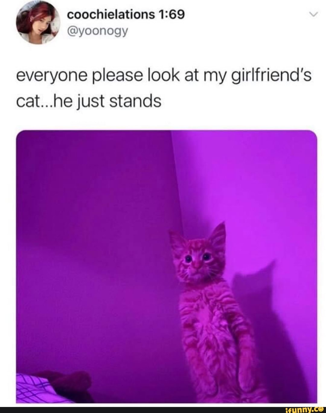 coochielations
By @yoonogy
everyone please look at my girlfriend's
Cat...he just stands