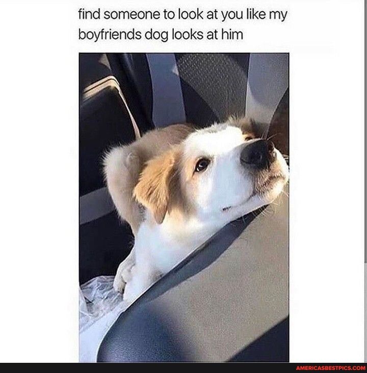 find someone to look at you like my boyfriends dog looks at him