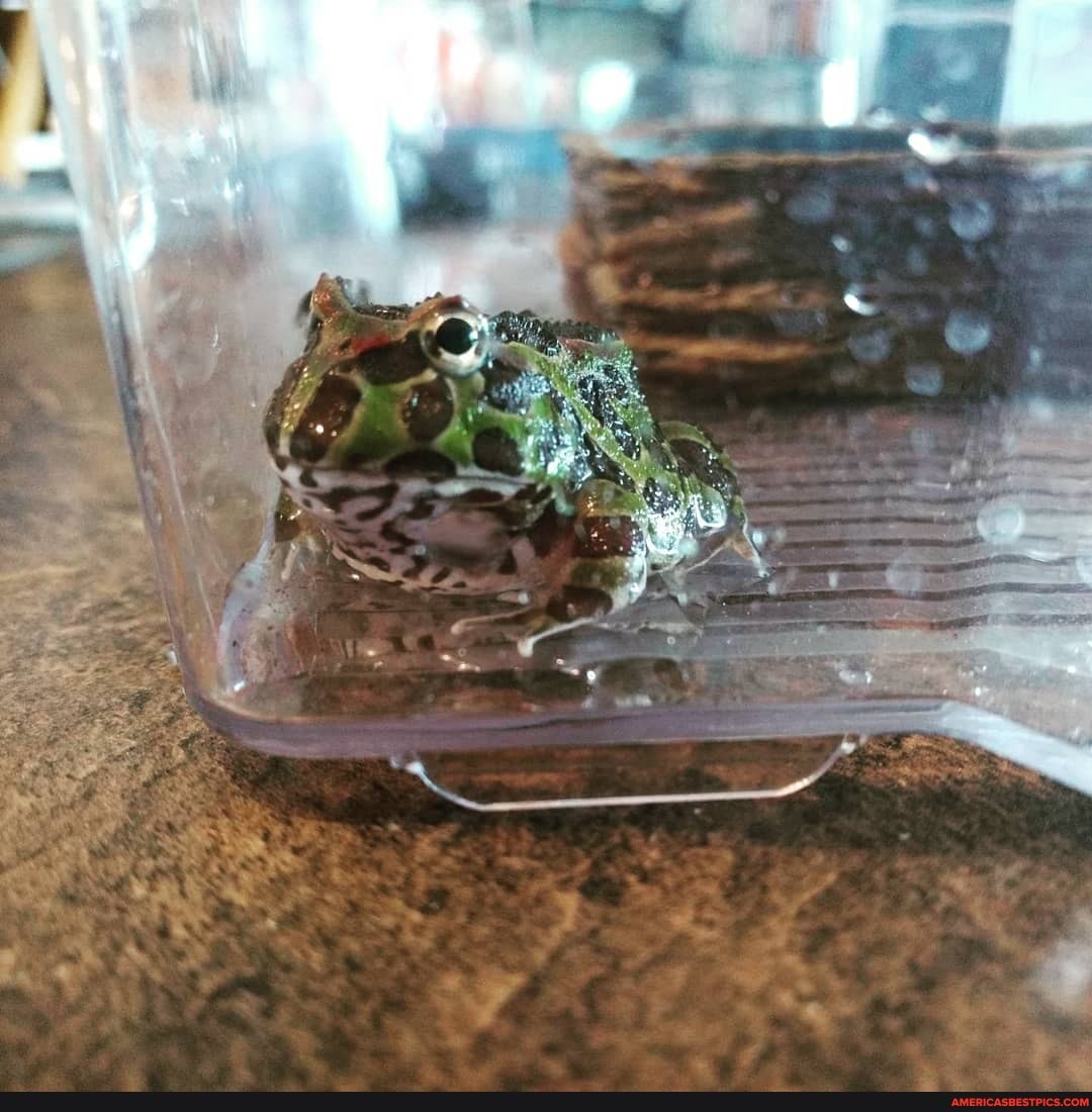 amphibian, baby_animals, frogs, pacman_frog, pets