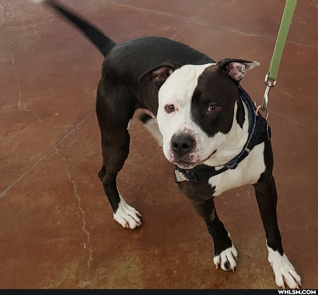 pitbull, advice_animals