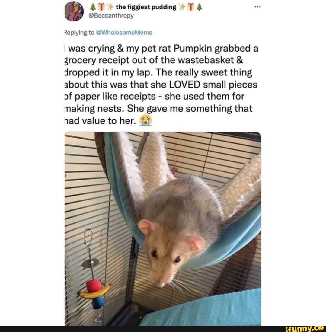 Figgiest memes. Best Collection of funny Figgiest pictures on iFunny