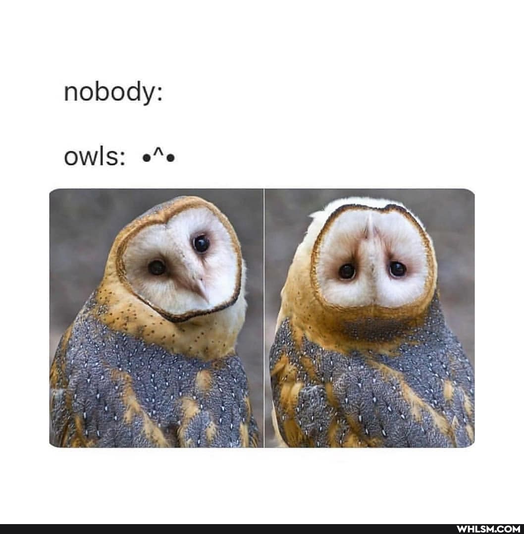 nobody:
owls: ""e