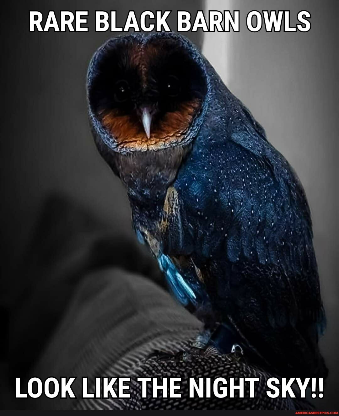 RARE BLACK BARN OWLS
LOOK LIKE THE NIGHT SKY!!