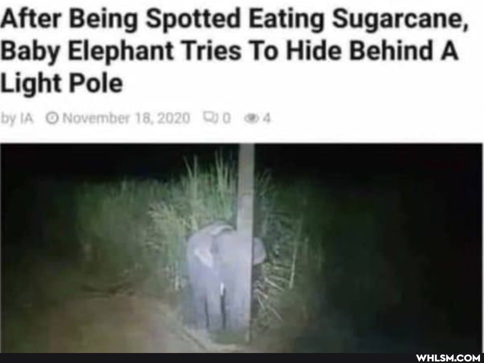 After Being Spotted Eating Sugarcane,
Baby Elephant Tries To Hide Behind A Light Pole