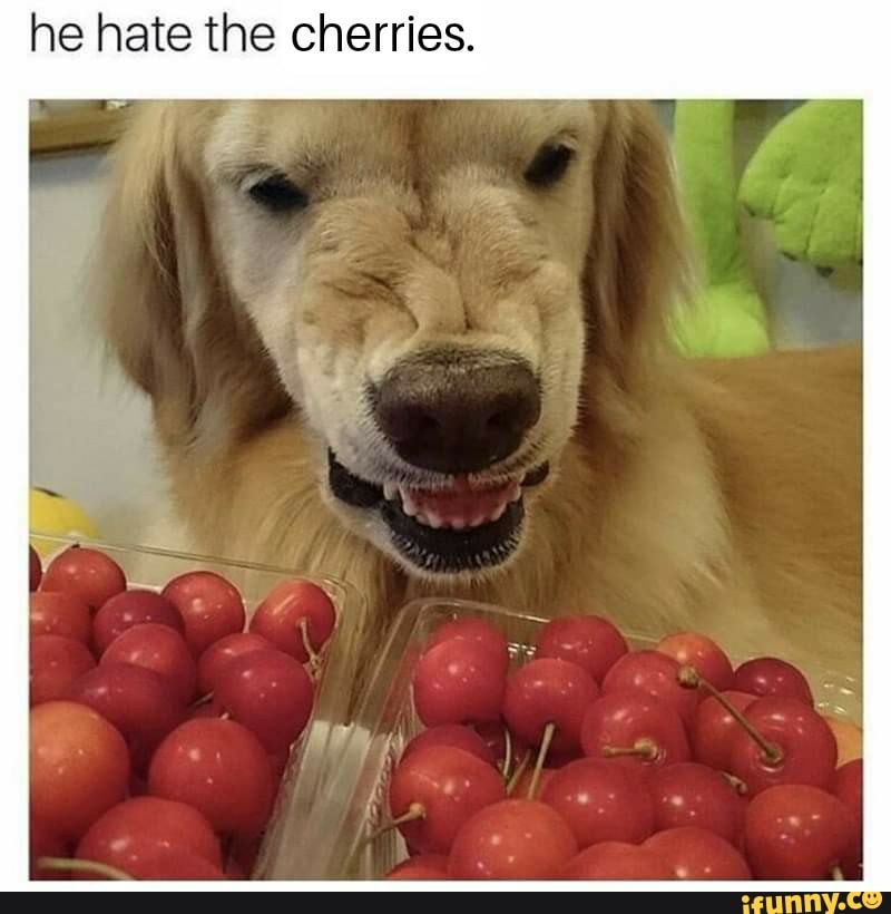 he hate the cherries.