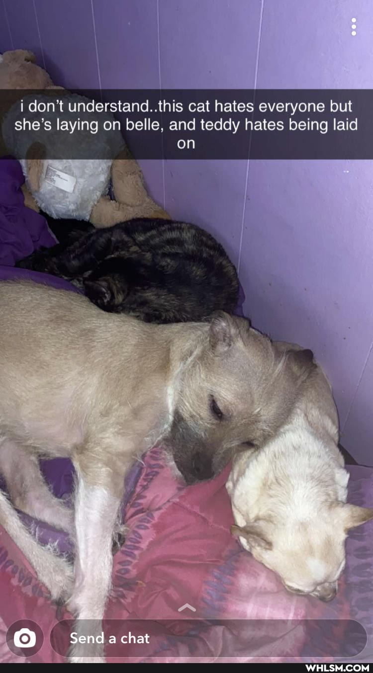 i don't understand. this cat hates everyone but she's laying on belle, and teddy hates being laid
on
4
Send a chat