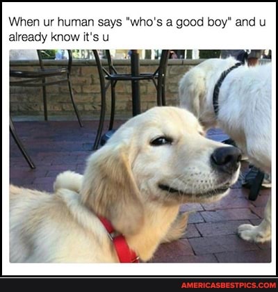 When ur human says "who's a good boy" and u already know it's u
