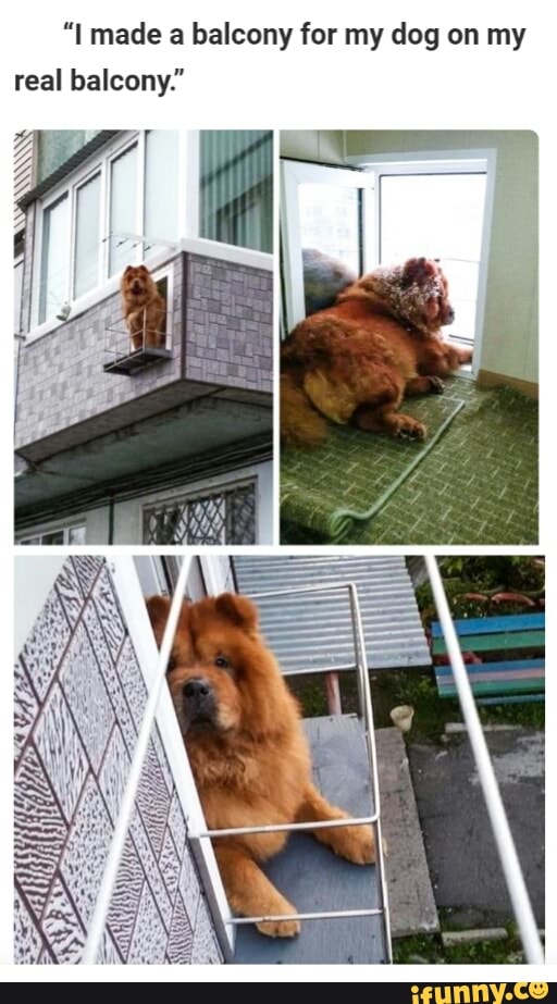 "I made a balcony for my dog on my real balcony." iFunny