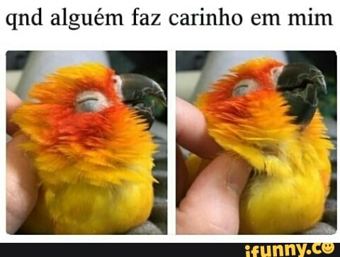 qnd alguém faz carinho em mim