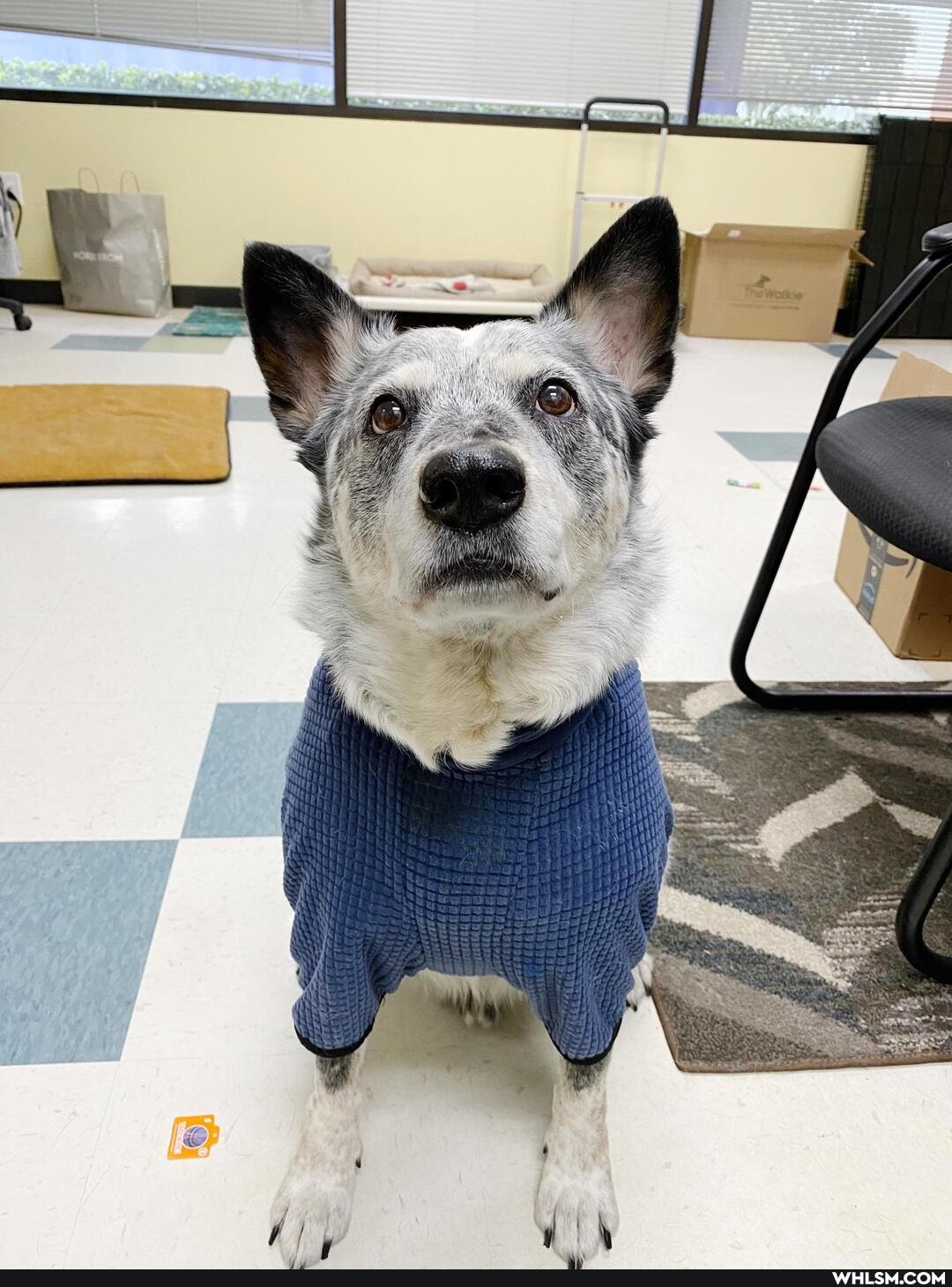 aww, dog