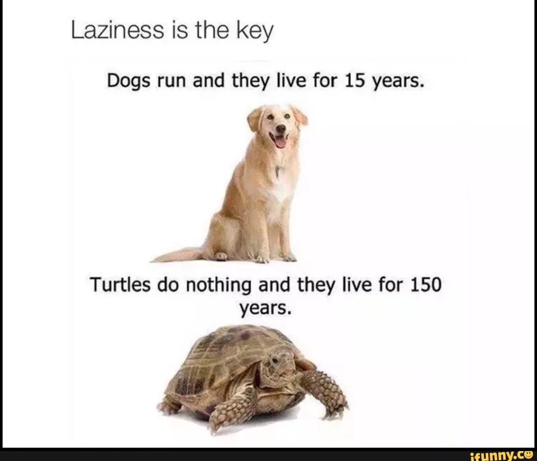 Memes about Laziness. Dog Turtle meme. Running Dog meme. Cat and Tortoise memes. My dog can run