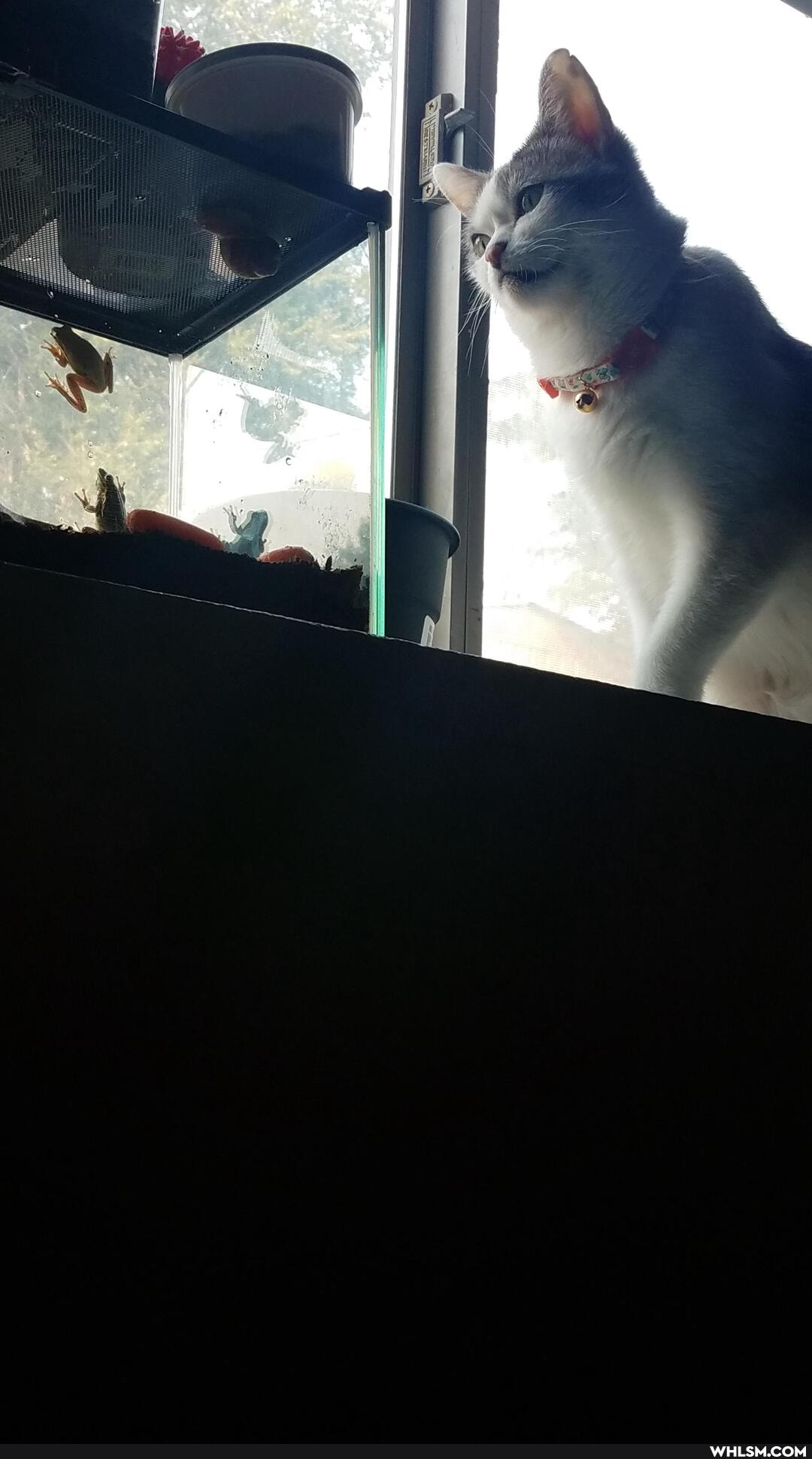 funny, cat, aww, pets