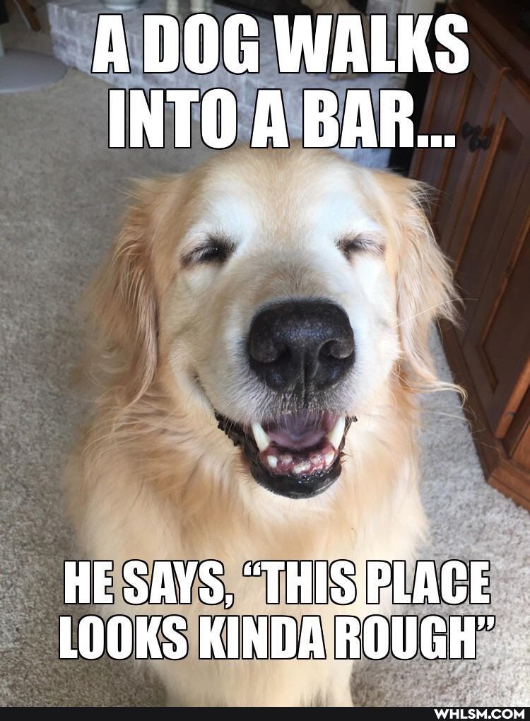 A DOG WALKS INTO A BAR...
HE SAYS,
LOOKS KINDA ROUGH"