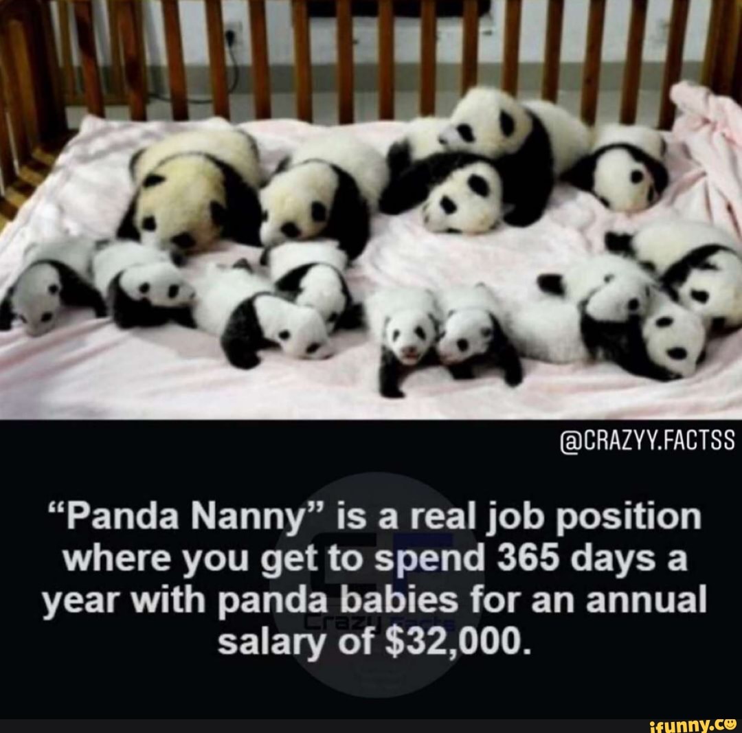 crazyy-factss-co-panda-nanny-is-a-real-job-position-where-you-get