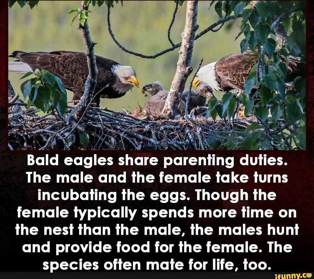 'Bald eagles share ariba dilias The male and the female take turns