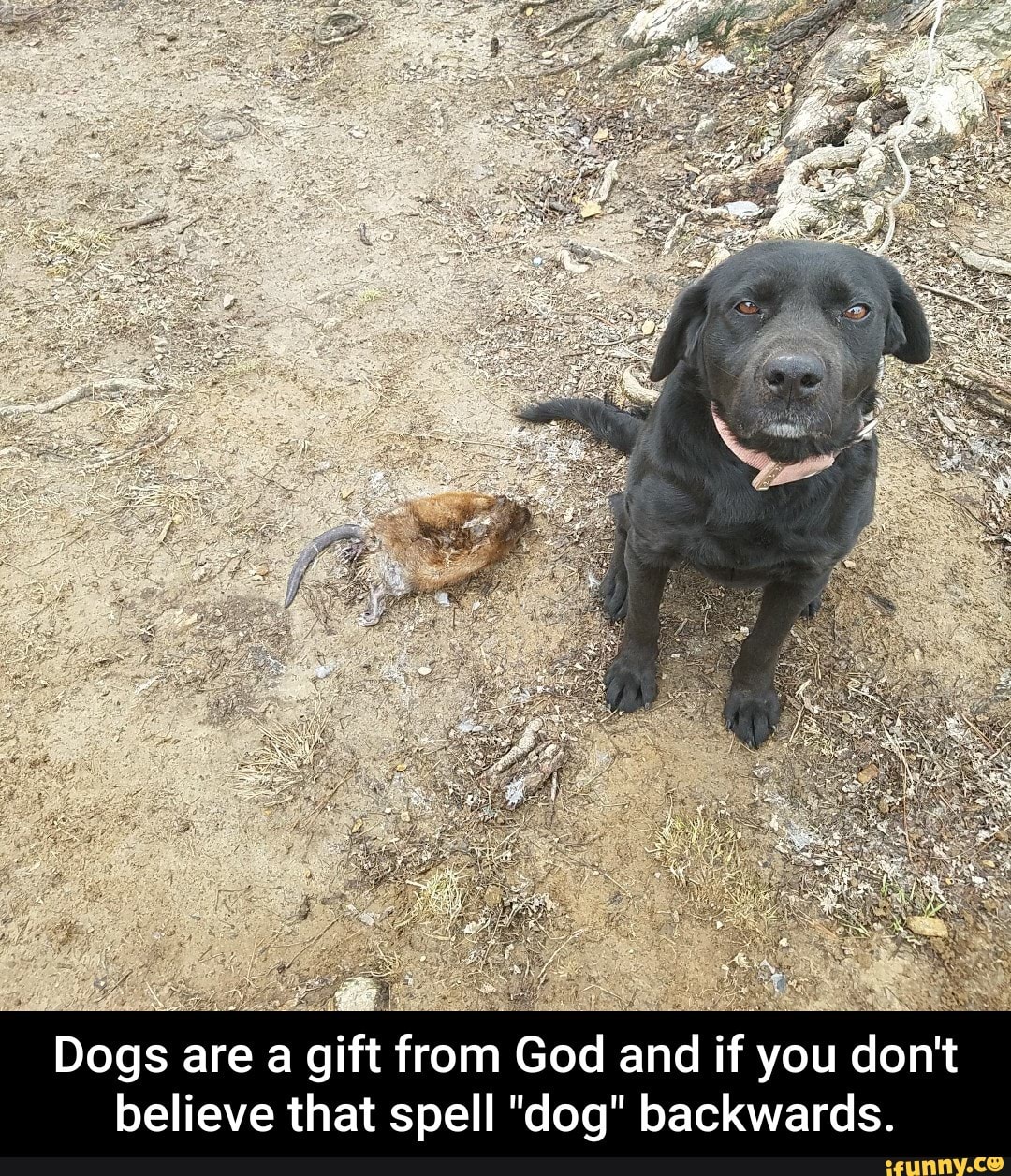 Dogs Are A Gift From God And If You Dont Believe That Spell Dog Backwards Dogs Are A Gift From God And If You Don T Believe That Spell Dog Backwards