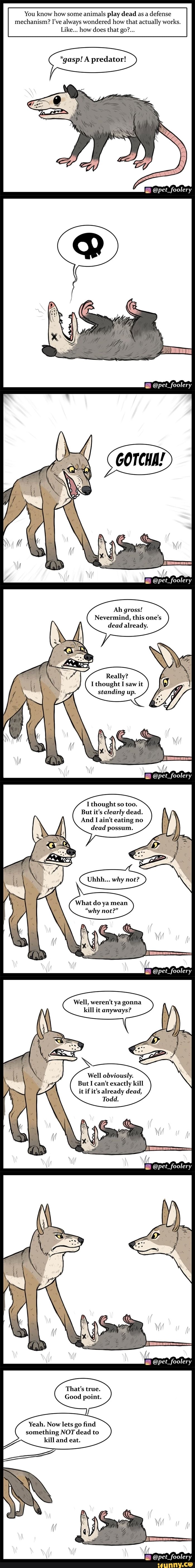 You know how some
animals play dead as a
defense
mechanism? I've always wondered how that actually works.
*gasp! A predator!