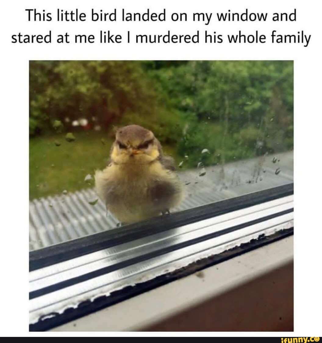 This little bird landed on my window and stared at me like I murdered ...
