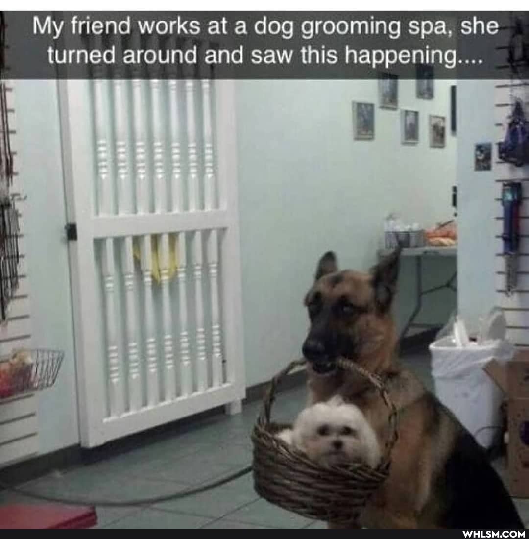 My friend works at a dog grooming spa, she turned around and saw this happening....