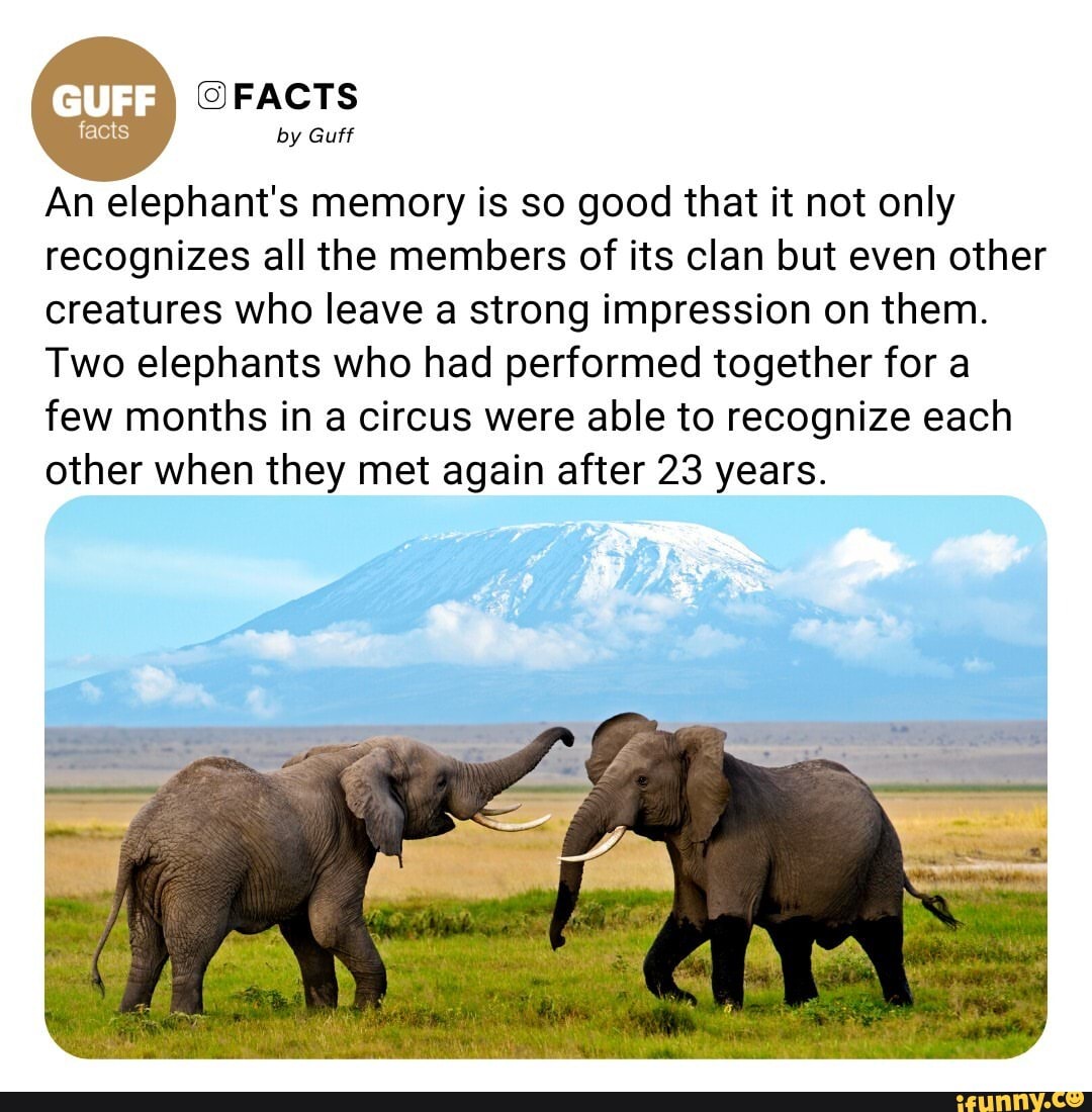 FACTS by Guff An elephant's memory is so good that it not only