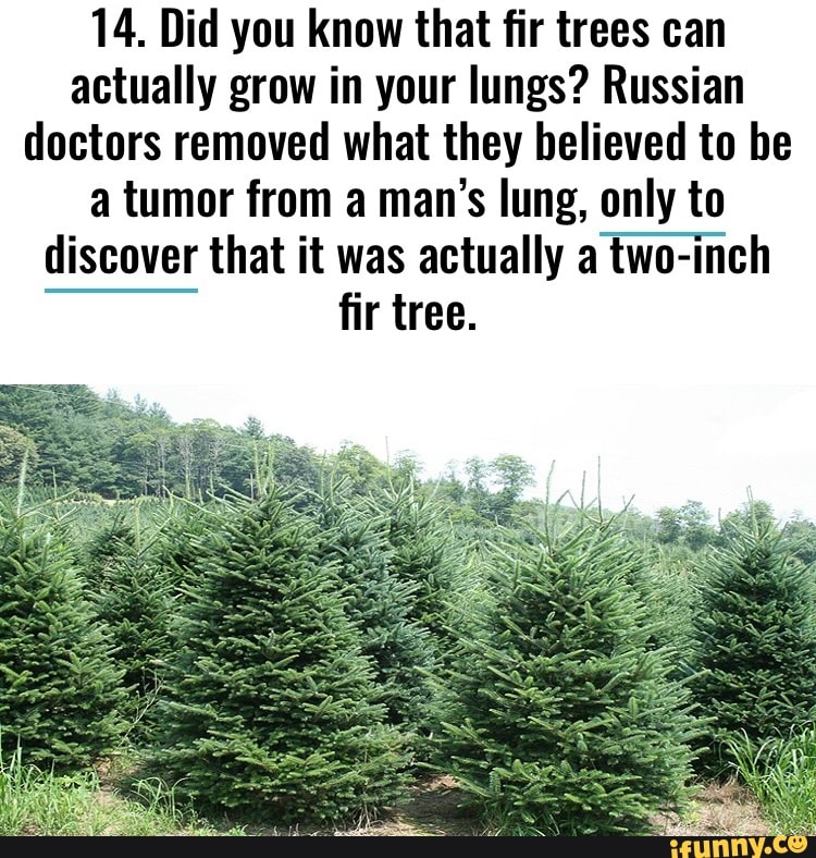 14. Did you know that ﬁr trees can actually grow in your lungs? Russian