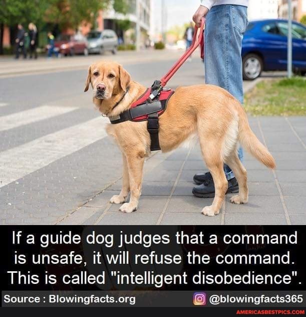 If a guide dog judges that a command is unsafe, it will refuse the command
This is called "intelligent disobedience"
Source : Blowingf
org