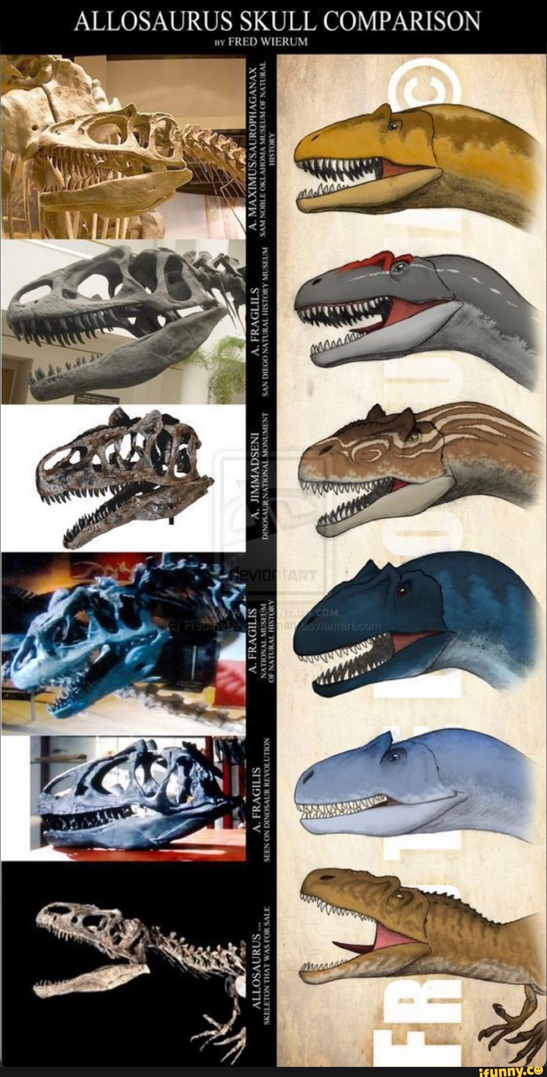 ALLOSAURUS SKULL COMPARISON
FRED WIERUM