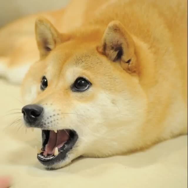 What The Dog Doin 