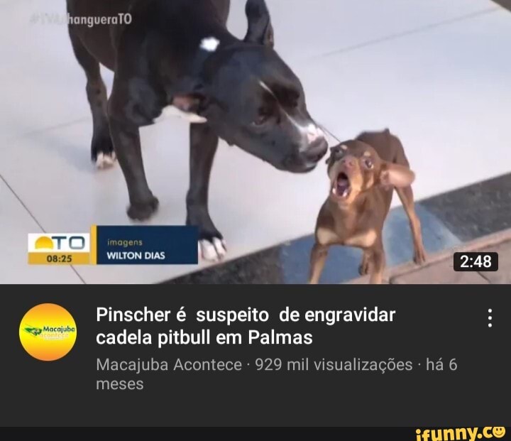angueraTO
WILTON DIAS
Pinscher é suspeito de engravidar cadela pitbull em Palmas
Macajuba Acontece 929 mil visualizações - há 6 meses