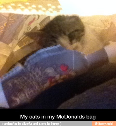 My cats in my McDonalds bag - My cats in my McDonalds bag