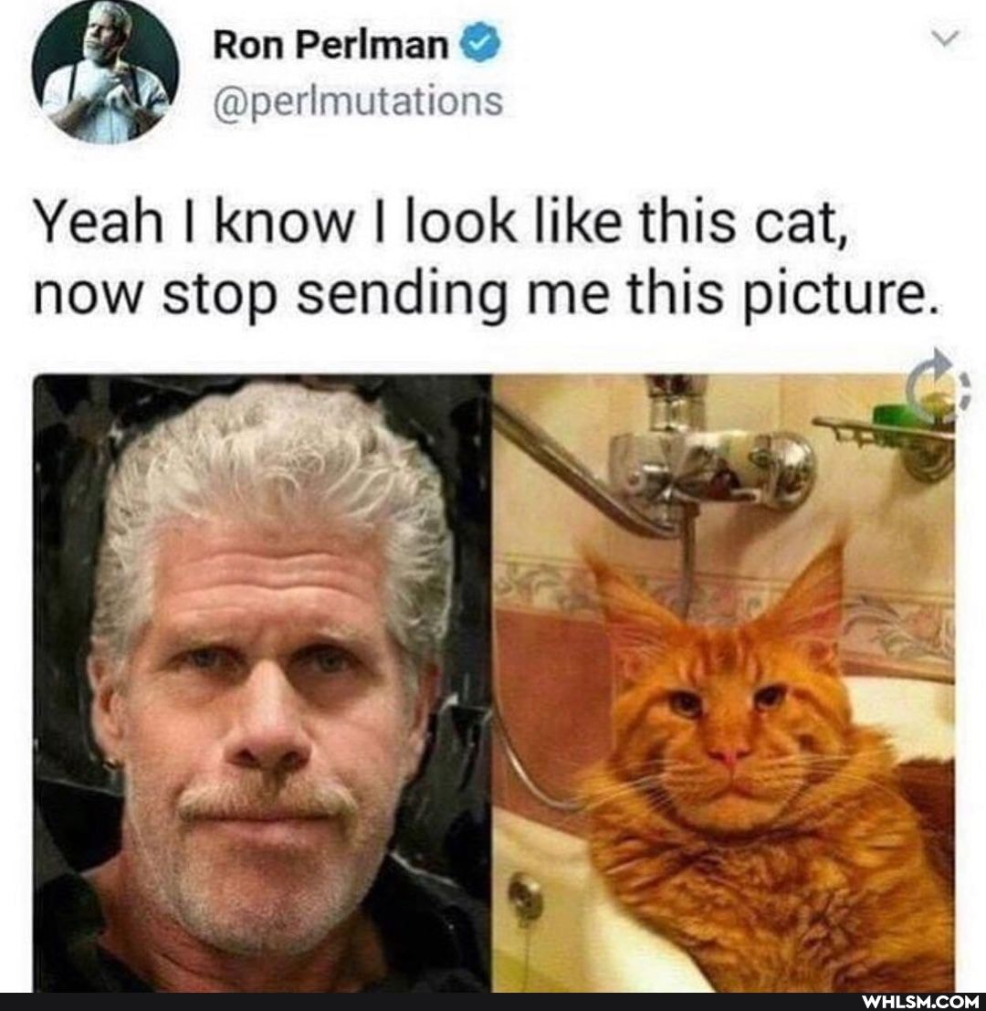 Ron Perlman @
@perlmutations
Yeah I know I look like this cat, now stop sending me this picture.