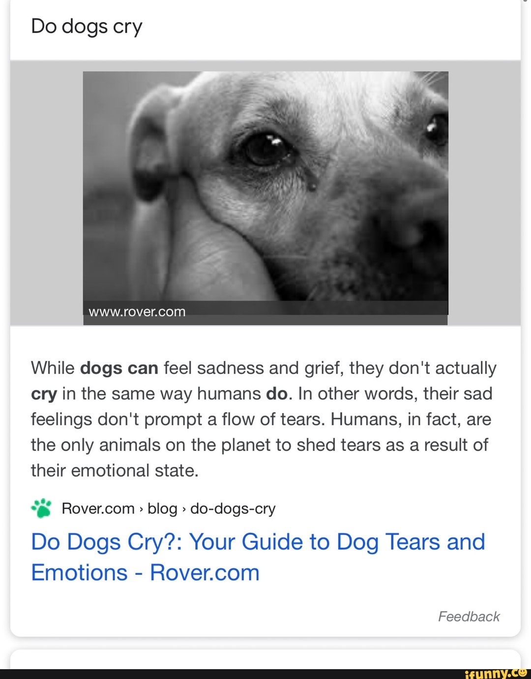 Do dogs cry
While dogs can feel sadness and grief, they don't actually cry in the same way humans do. In other words, their sad feelings don't prompt a flow of tears. Humans, in fact, are the only animals on the planet to shed tears as a result of
their emotional state.
log do-clogs-cry
Do Dogs Cry?: Your Guide to Dog Tears and
Emotions -
Feedback
