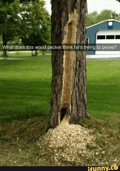 eos
What does this wood pecker think he's trying