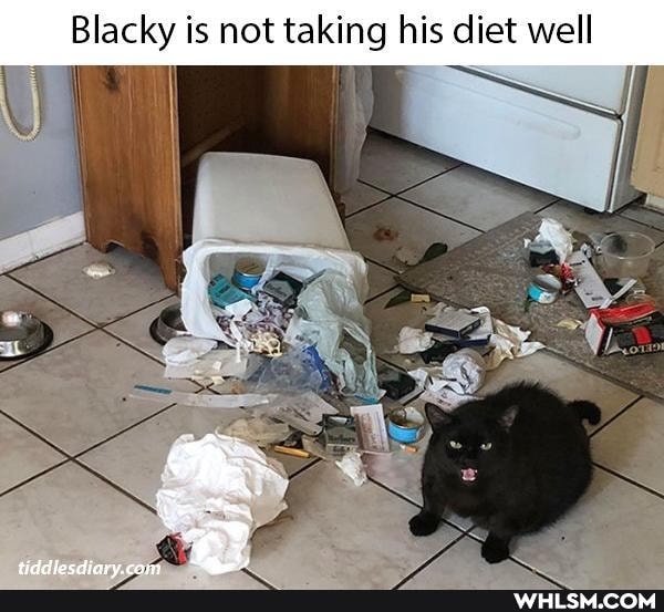 Blacky is not taking his diet well