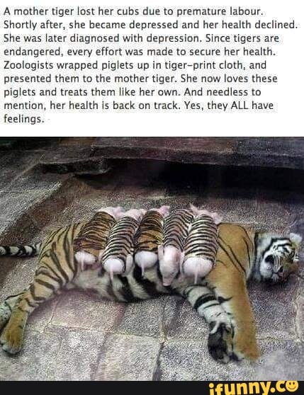 A mother tiger lost her cubs due to premature labour.
Shortly after, she became depressed and her health declined.
She was later diagnosed with depression. Since tigers are
endangered, every effort was
made to secure her health.
Zoologists wrapped piglets up in tiger-print cloth, and
presented them to the mother tiger. She now
loves these
piglets and treats them like her own. And needless to
mention, her health is back on track. Yes, they ALL have
feelings.