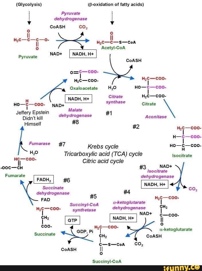 (Glycolysis) (Boxidation of fatty acids) Pyruvate Y dehydrogenase