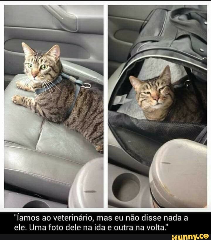 "[amos ao veterinário, mas eu não disse nada a
ele. Uma foto dele na ida e outra na volta"