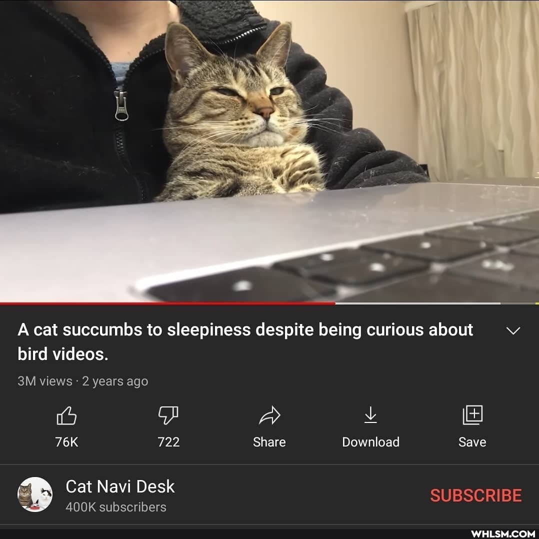 A cat succumbs to sleepiness despite being curious about bird videos.
views 2 years ago
722
Cat Navi Desk
400K subscribers
Share
Download
Save
SUBSCRIBE